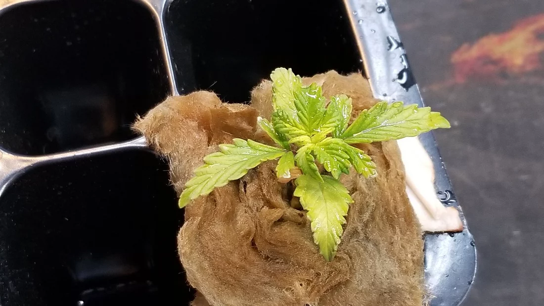 My first autoflower hydroponics grow 9