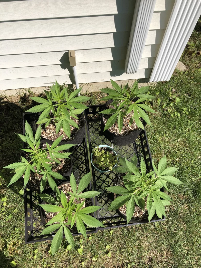 My first grow a random bag seed grow outdoors 4