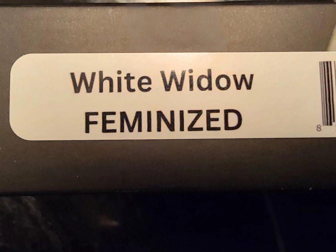My first grow attempt white widow 4