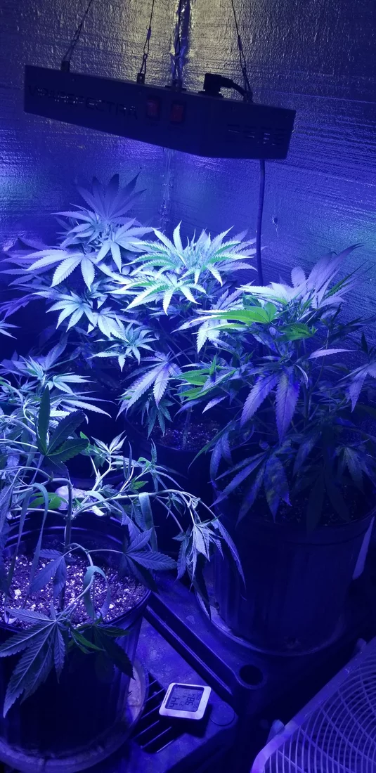 My first grow failure and my second grow success learning from my mistakes 11