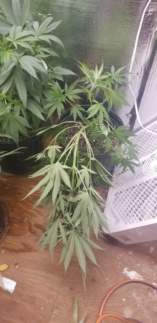 My first grow failure and my second grow success learning from my mistakes 19