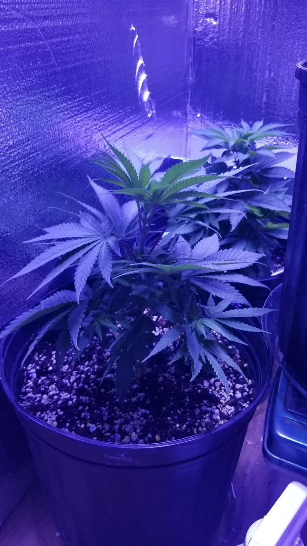 My first grow failure and my second grow success learning from my mistakes 2