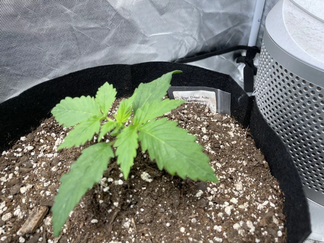 My first grow help please 10