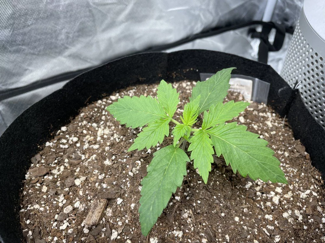My first grow help please 11