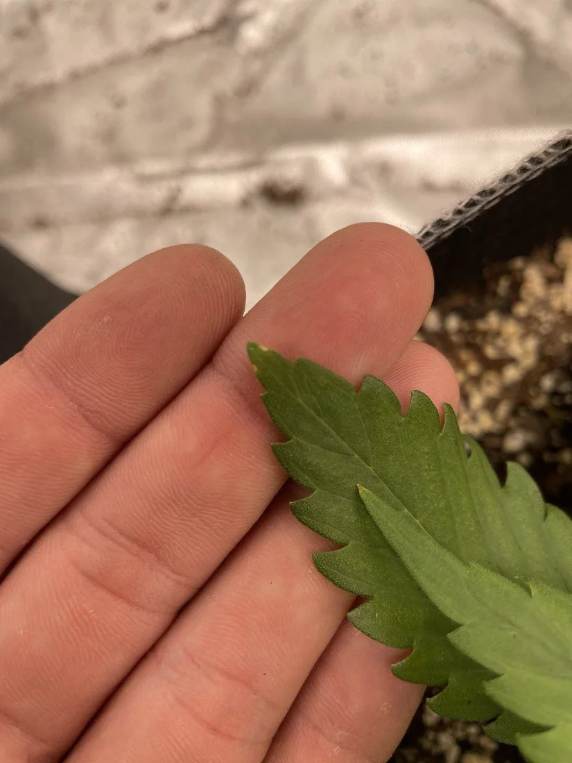 My first grow help please 12