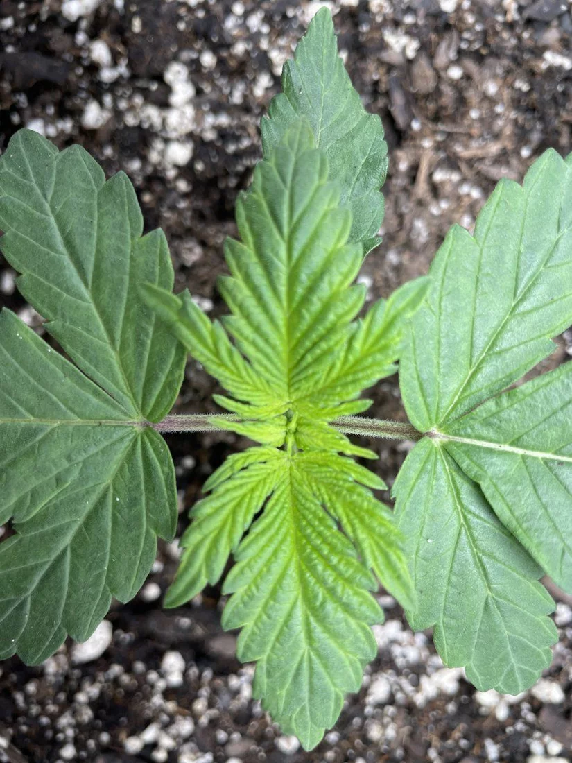 My first grow help please 13
