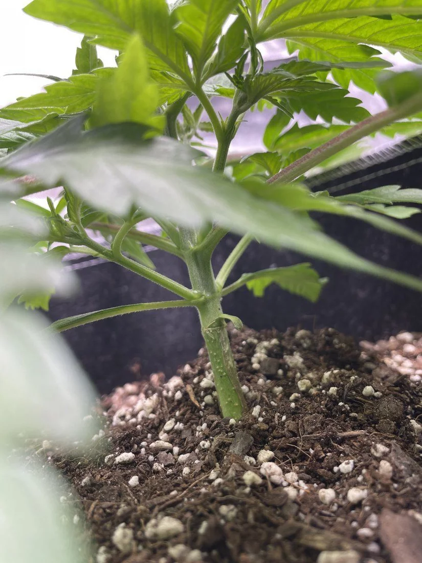My first grow help please 14