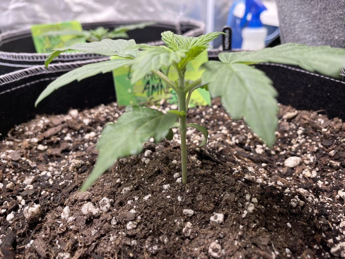 My first grow help please 16