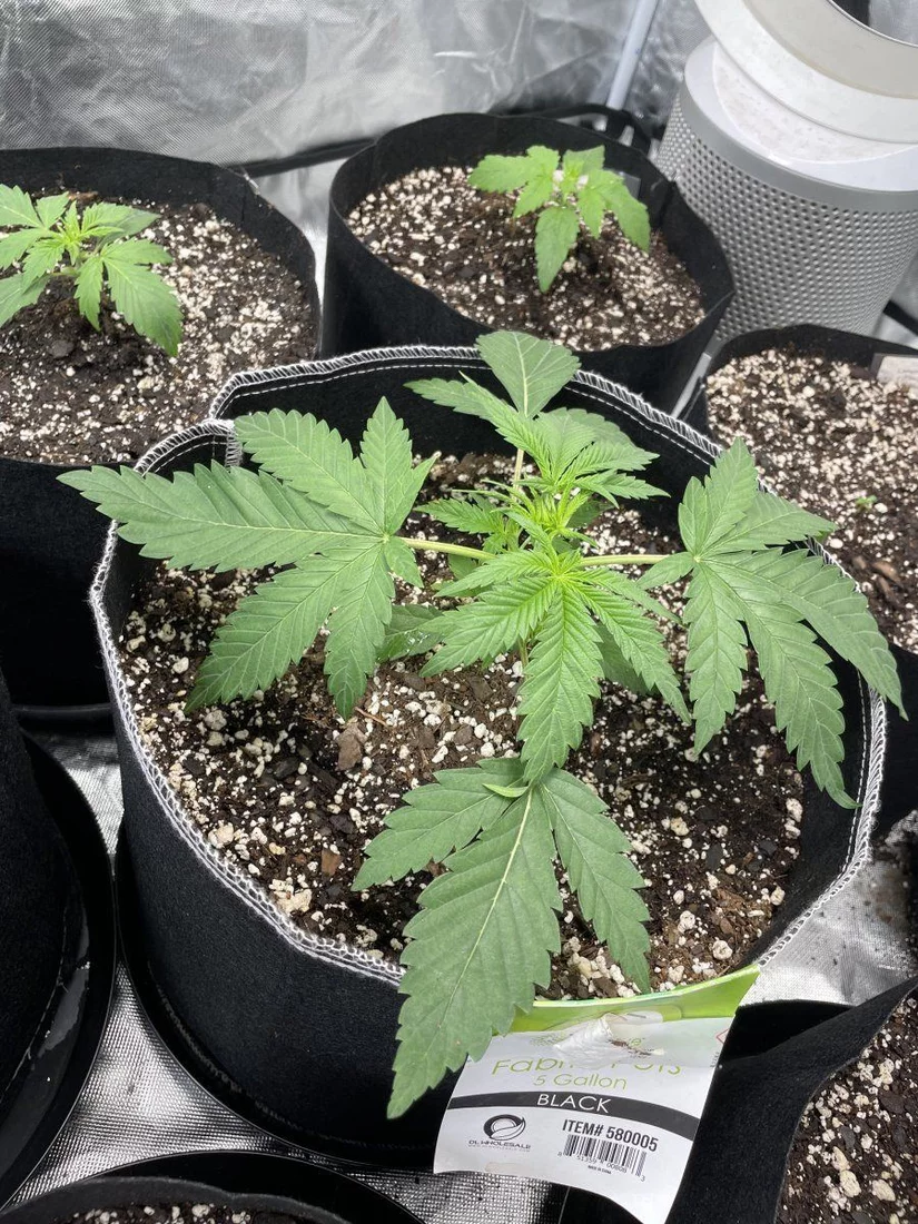 My first grow help please 18