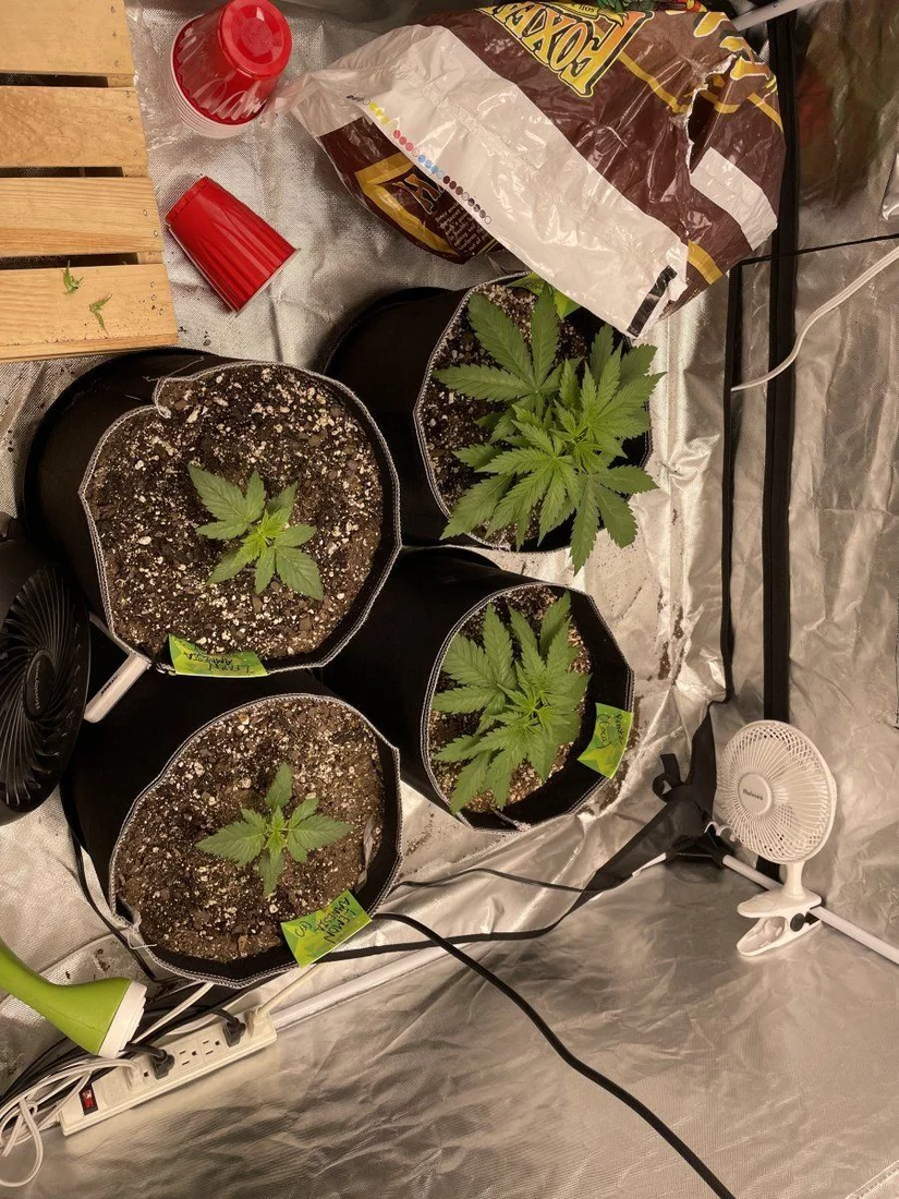 My first grow help please 5