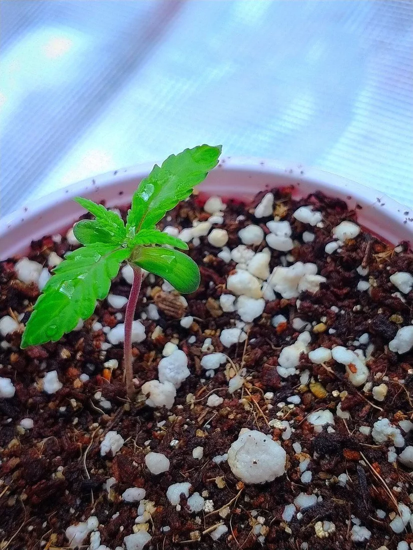 My first grow in coco 3