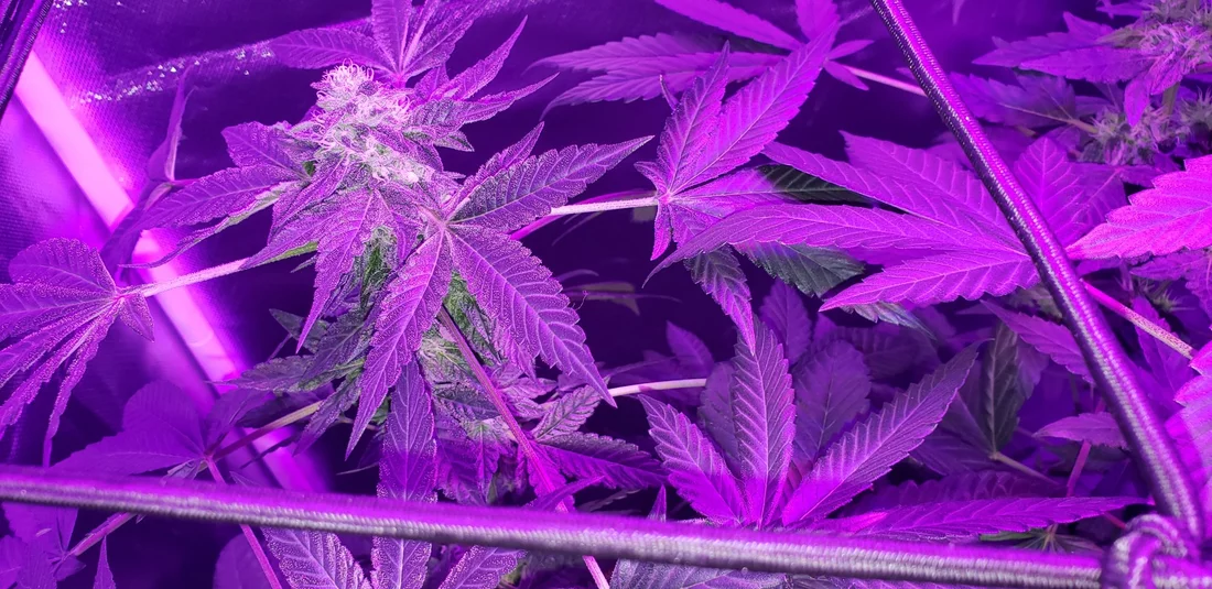 My first time growing 4