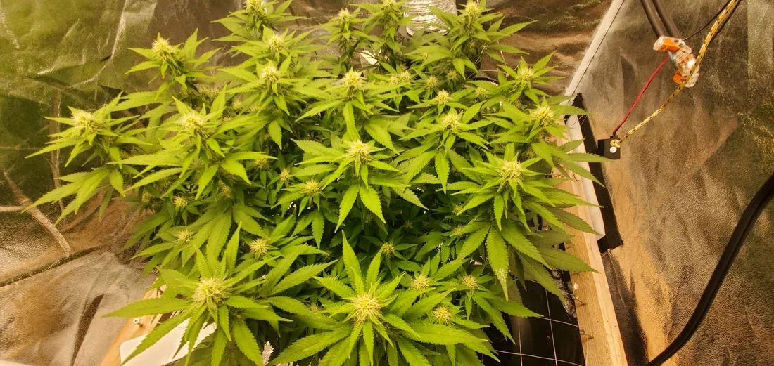 My lonely girl critical mass grow 10