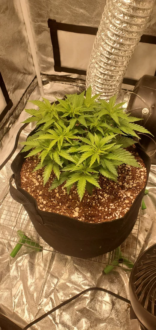 My lonely girl critical mass grow 4