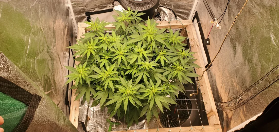 My lonely girl critical mass grow 7