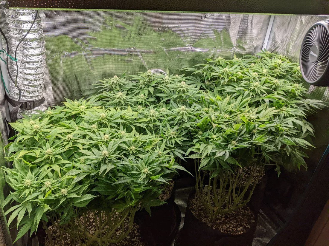 My overly ambitious first grow 13