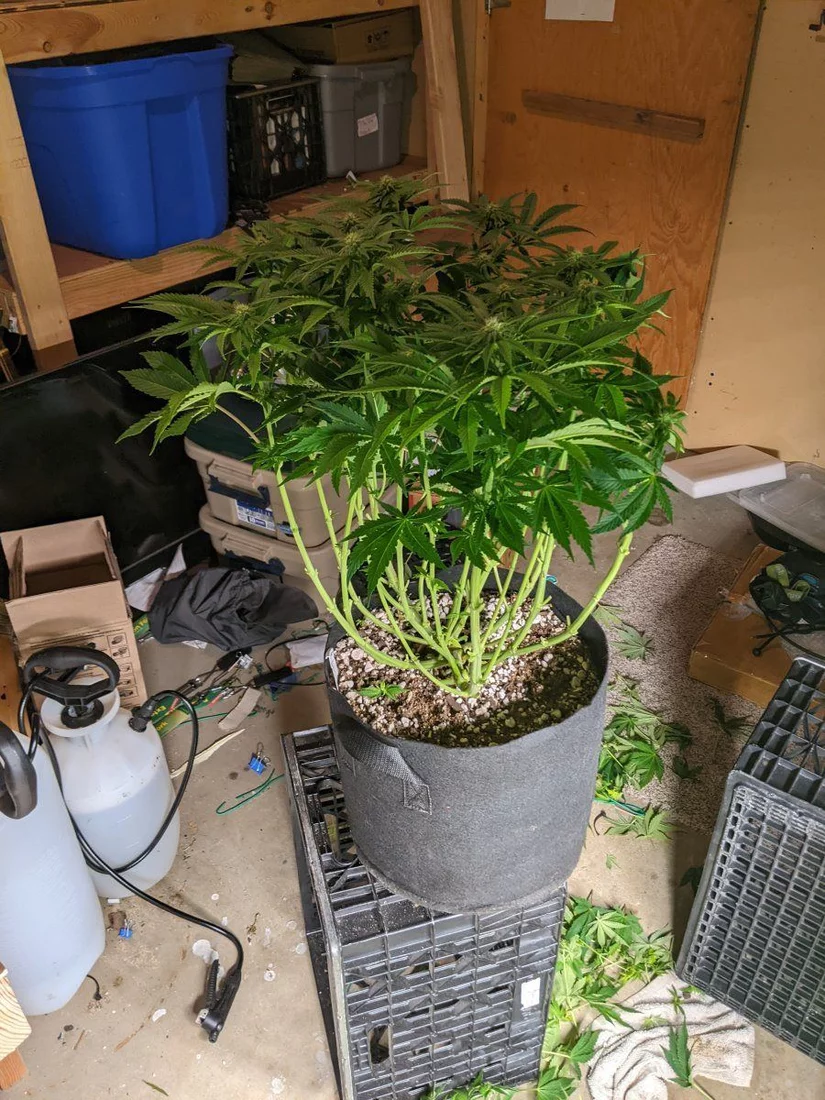 My overly ambitious first grow 8