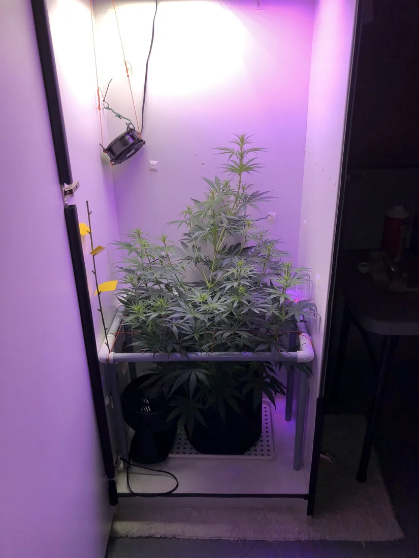 My perpetual cabinet grow 4