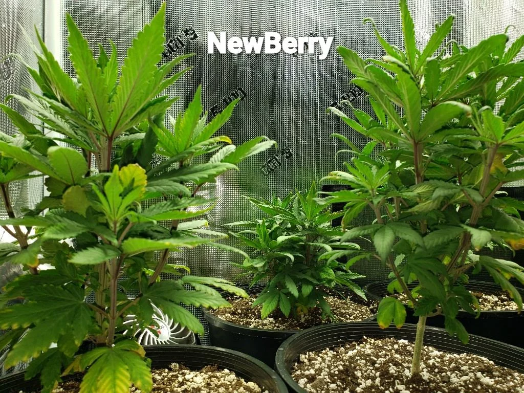 Nberry