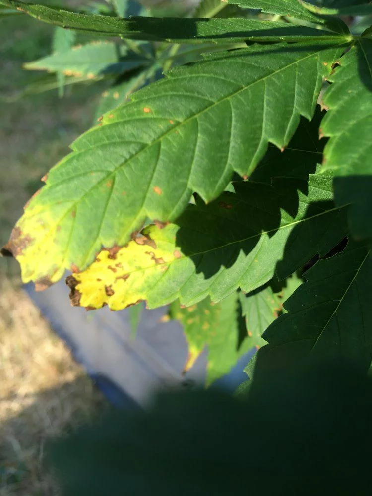 Need advice on different leaf symptoms 4