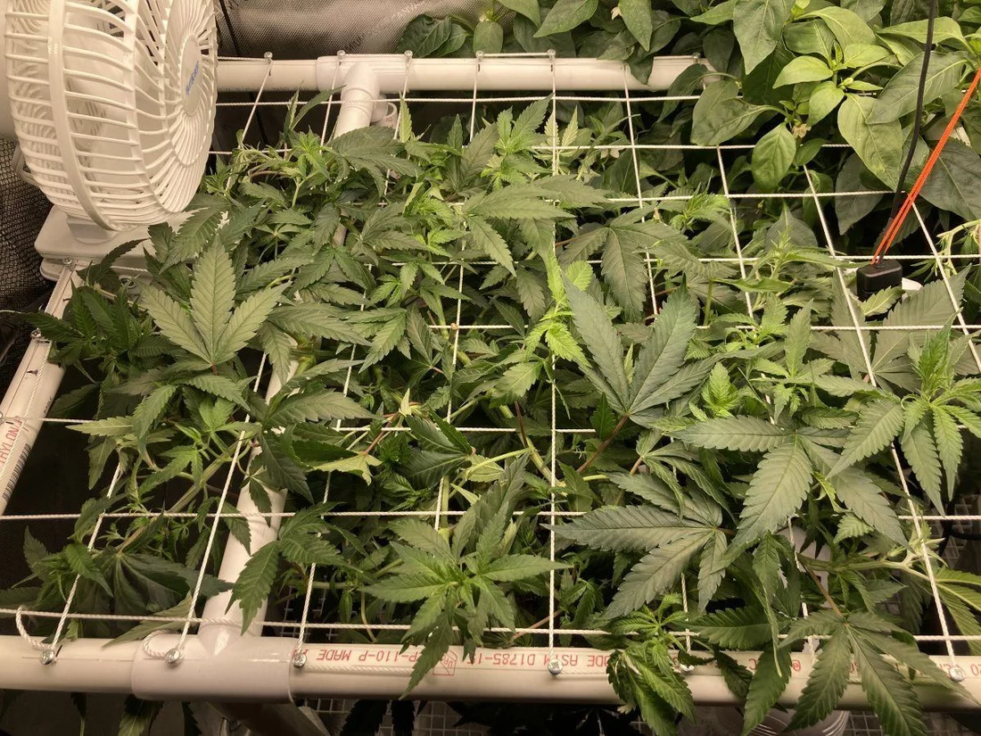Need advice on managing a scrog and humidity 2