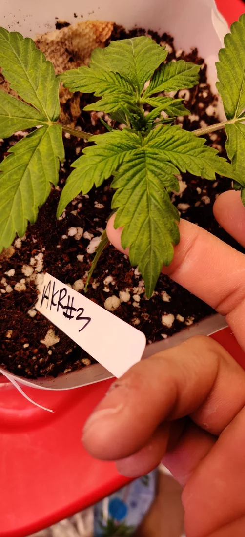 Need advice on potential calmag deficiency first grow 3