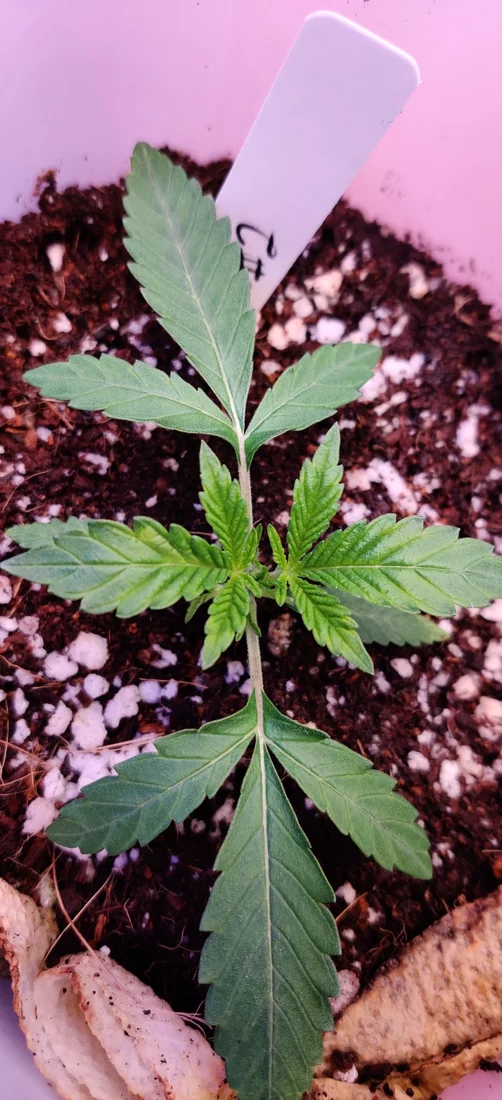 Need advice on potential calmag deficiency first grow 6