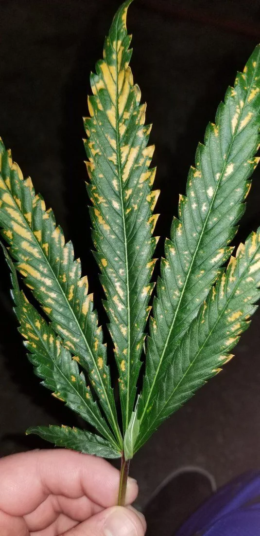 Need help brown burnt spot on leaves  mold or what is it 2