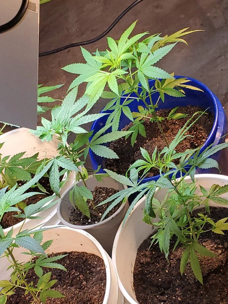 Need help figuring out if its cold floor or deficiency 5