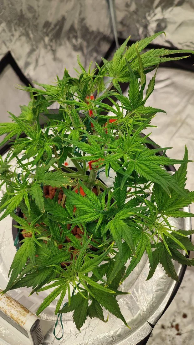 Need help identifying plant issues 5