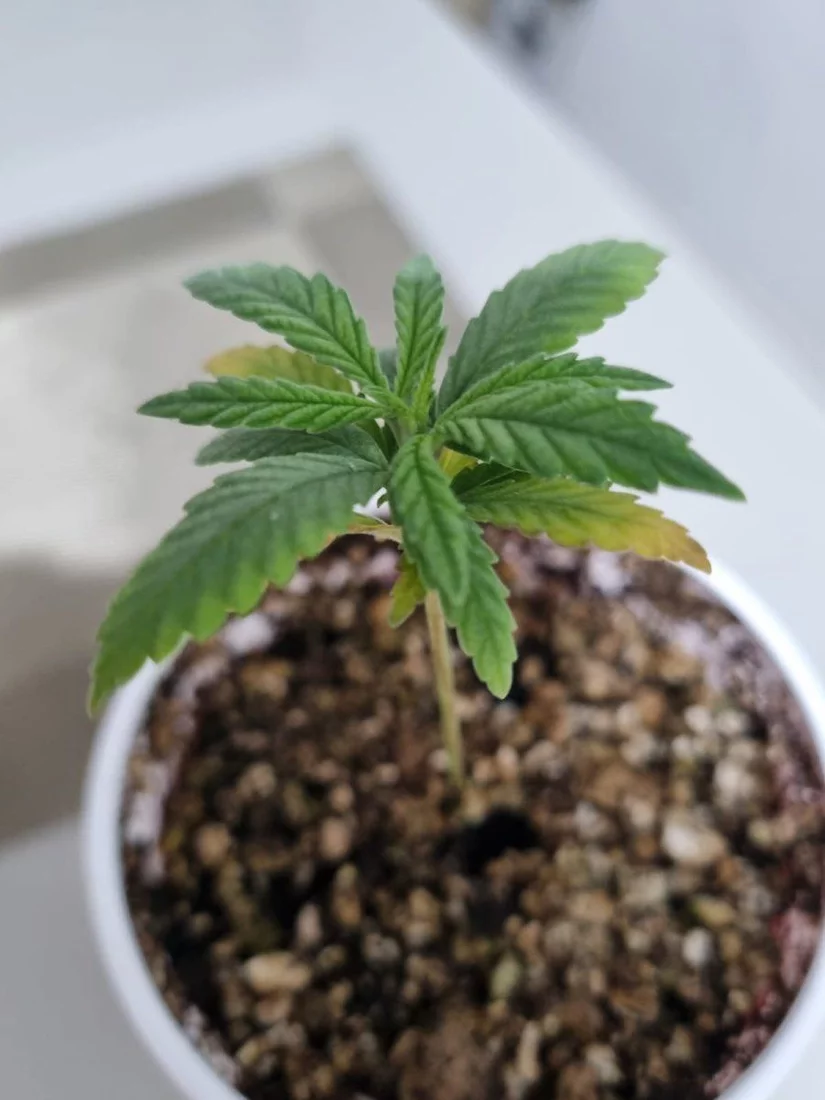 Need help identifying whats happening with my plant 3