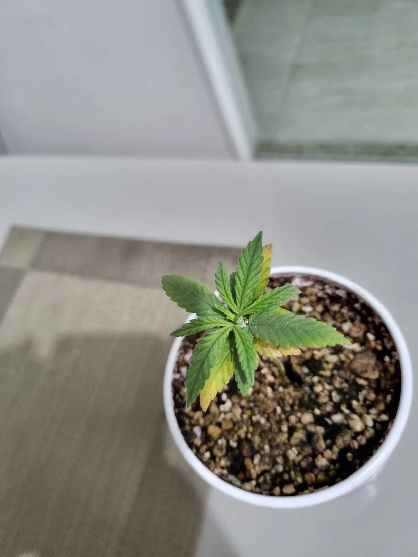 Need help identifying whats happening with my plant 4