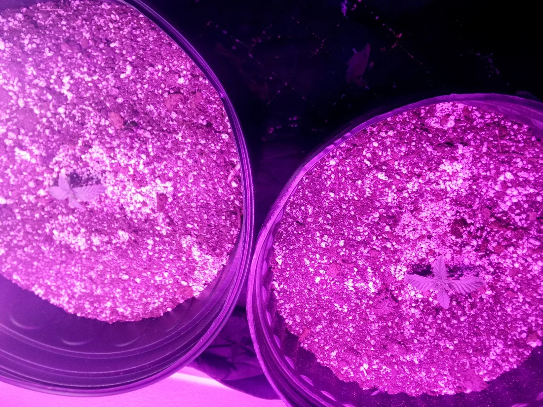 Need help im in 1 week of veg and my plants are growing slow