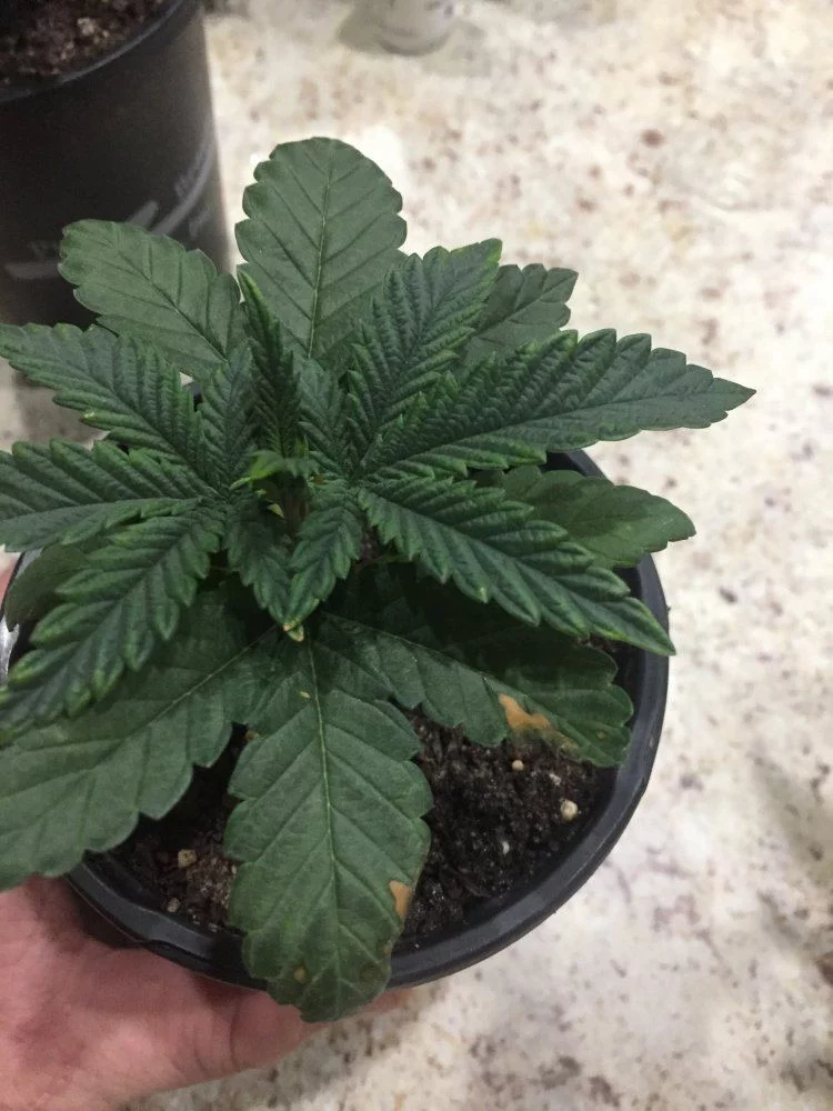 Need help leaves going yellow 4