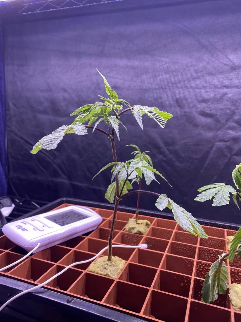 Need help with my clones 2
