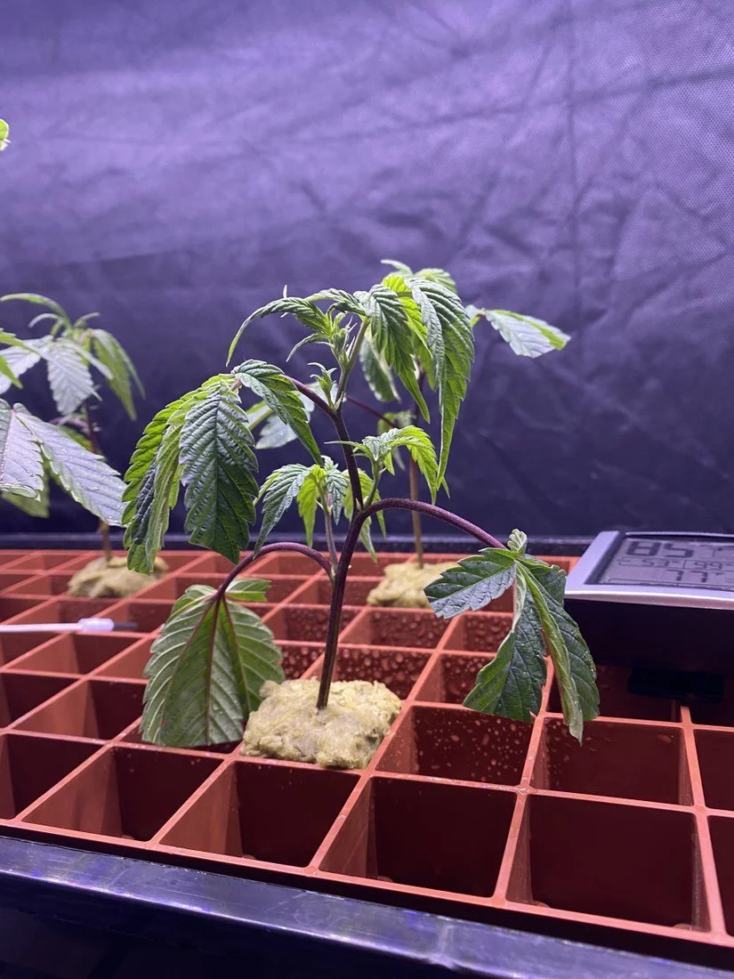 Need help with my clones 6