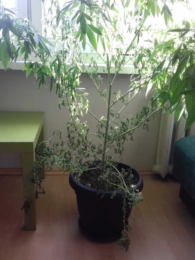 Need help with my plant 4