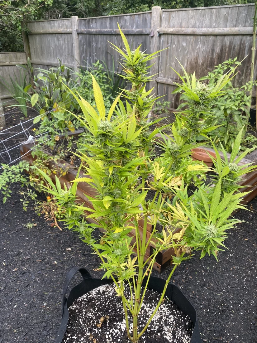 Need help with my plants and yellowbrowning of leaves 3
