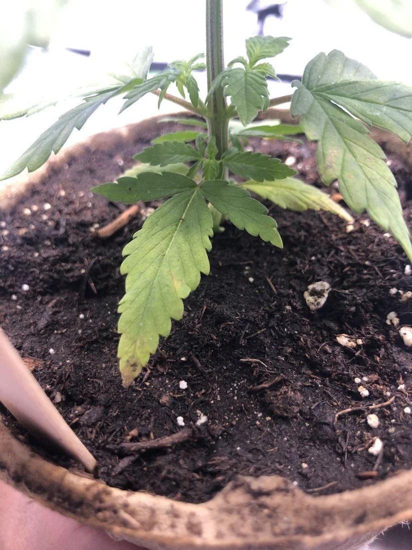 Need some help with whats happening to the plants 8