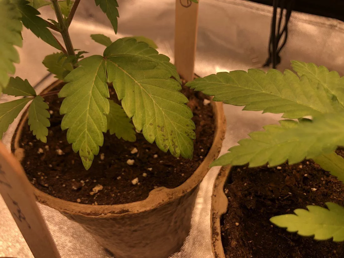 Need some help with whats happening to the plants 9