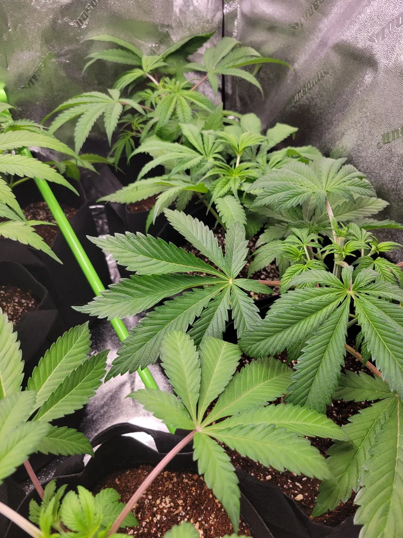 New grow questions for the knowledgeable 16