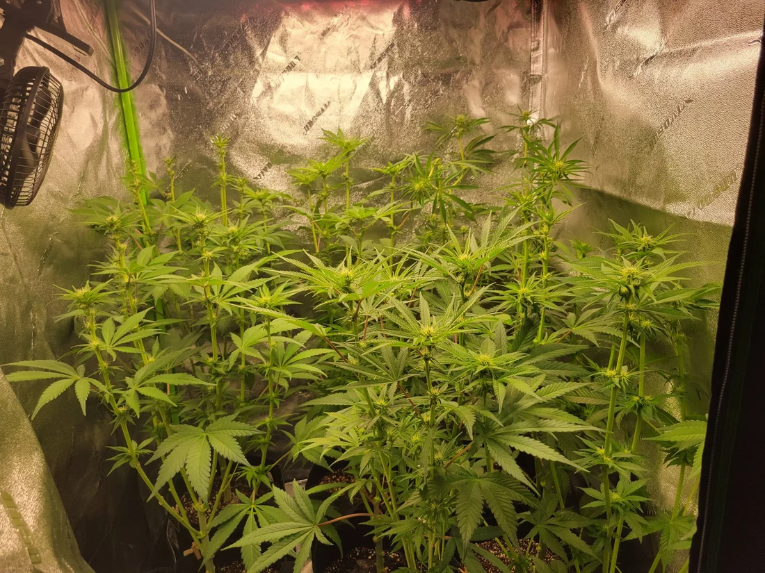 New grow questions for the knowledgeable 20