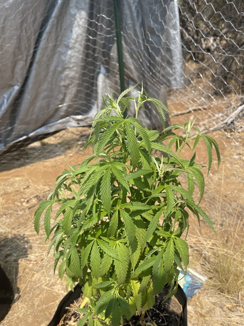 New grower drooping leaves and dying leaves help