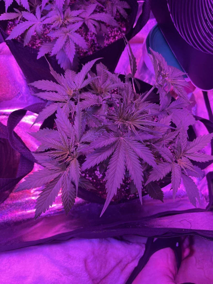New grower here need thoughts on this plant for 23 days since sprout 11