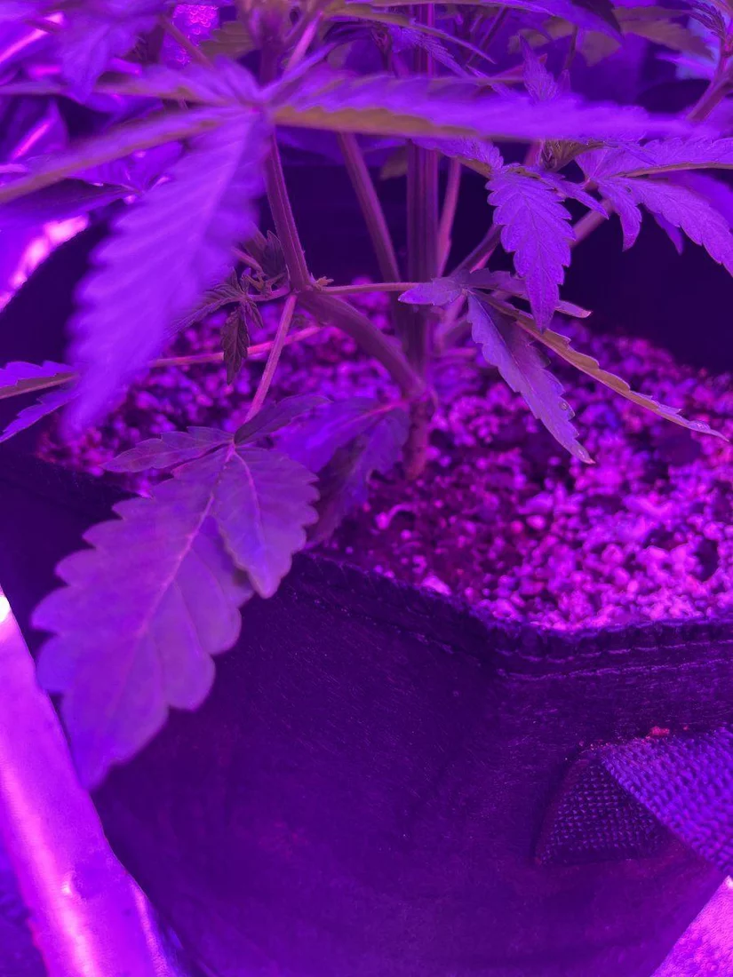 New grower here need thoughts on this plant for 23 days since sprout 18