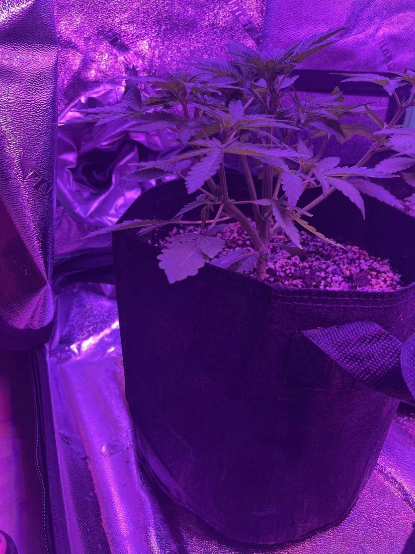 New grower here need thoughts on this plant for 23 days since sprout 9