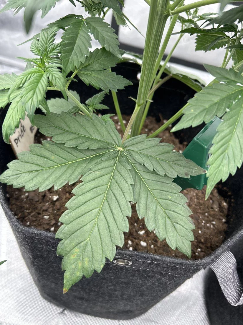 New grower is this a deficiency 2