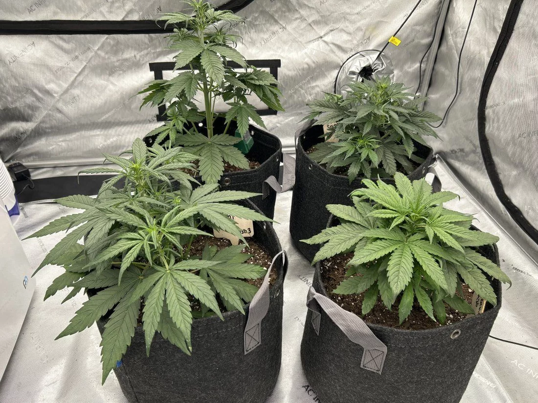 New grower is this a deficiency 3