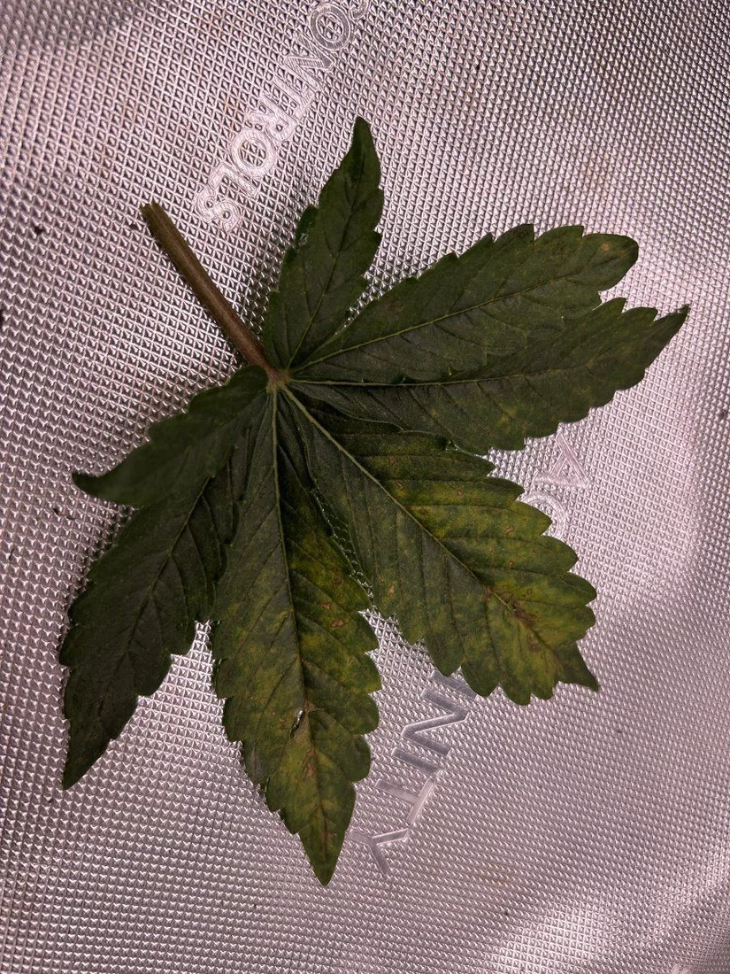 New grower is this a deficiency