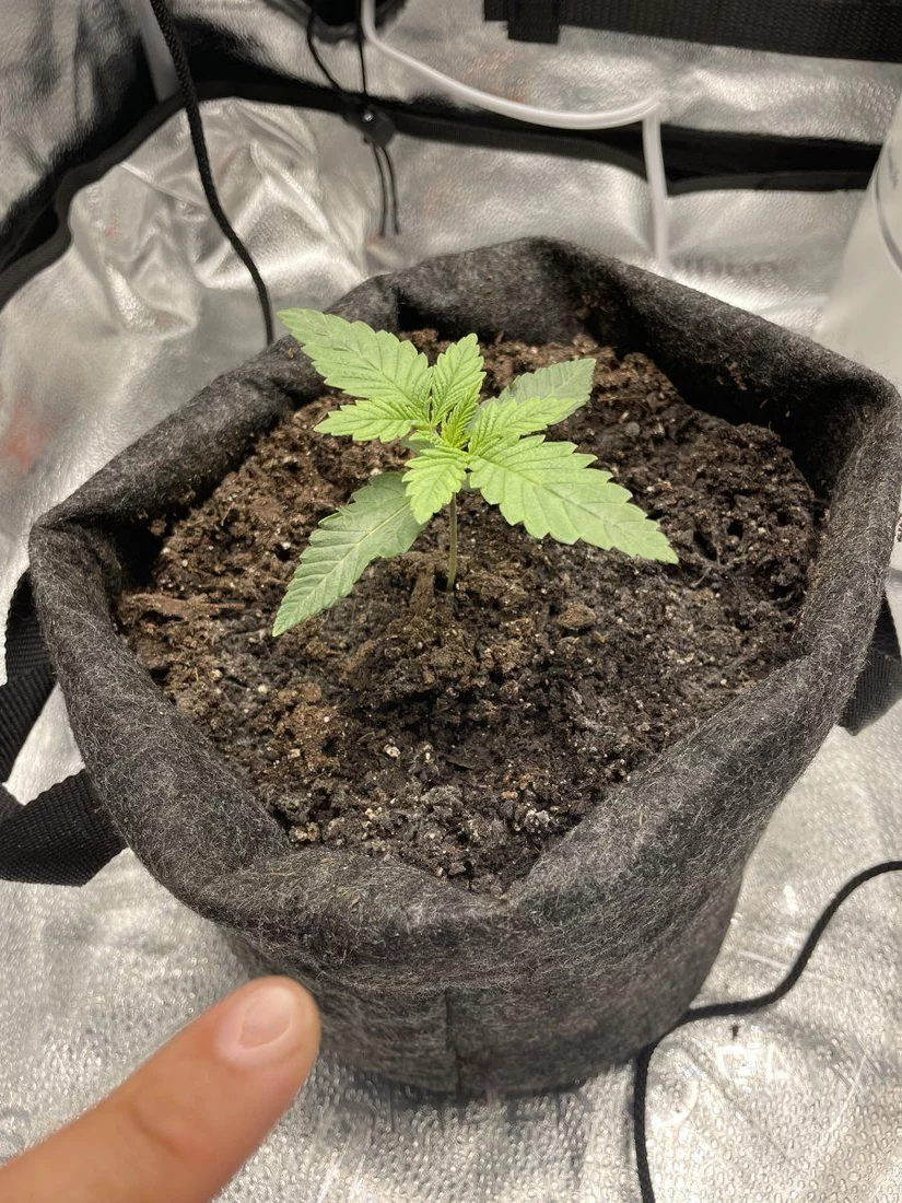 New grower just got some questions
